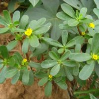 春暖花开寒风尽,金沙岛邀您踏春游园,共赴春日盛宴