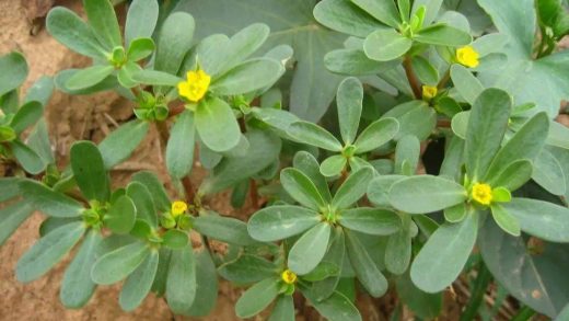 春暖花开寒风尽,金沙岛邀您踏春游园,共赴春日盛宴