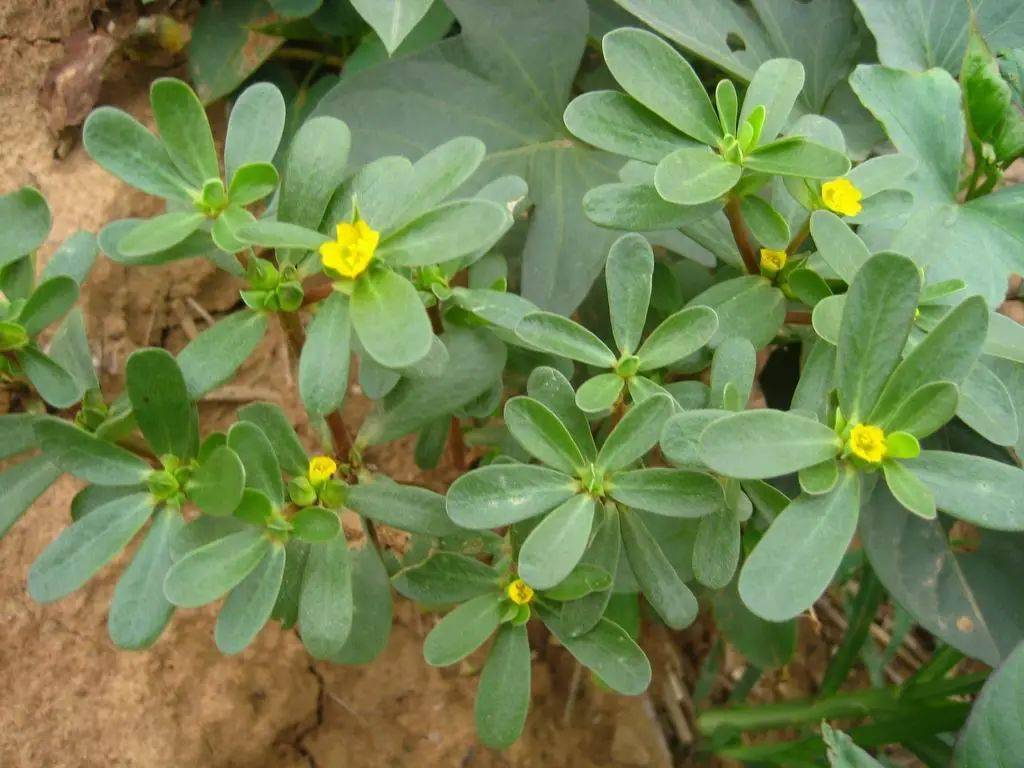 春暖花开寒风尽,金沙岛邀您踏春游园,共赴春日盛宴