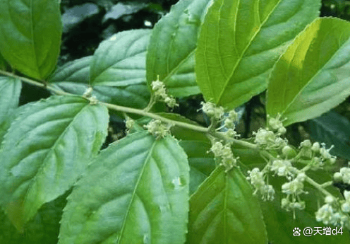 古印度神秘药方现世！湿疹患者直呼 “皮肤重生”